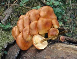 Velvet Shank Fungi