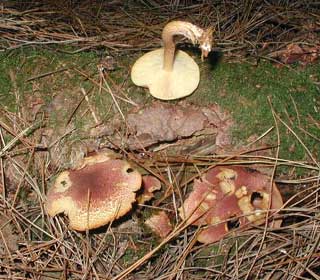 Plums and Cutard Fungi