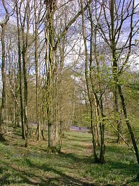 woods.jpg (74247 bytes)