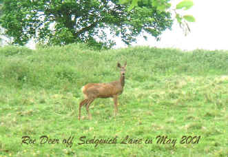 Roe Deer near Sedgwick